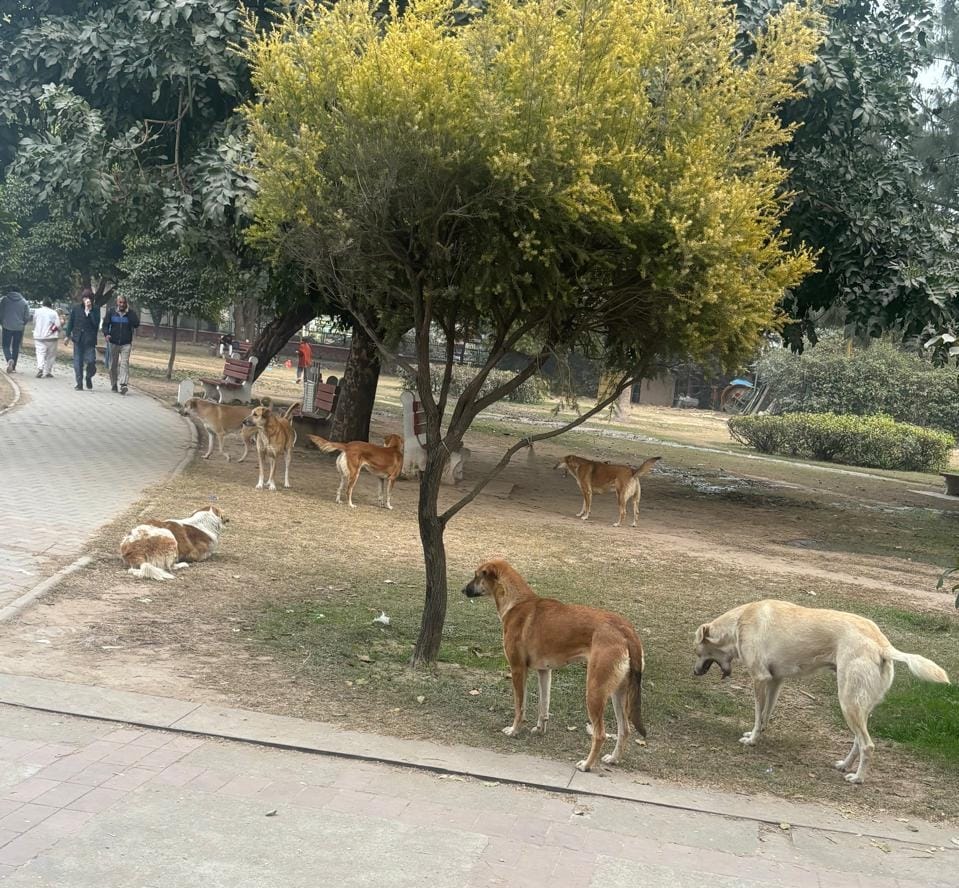 मनीमाजरा के पार्क बदहाल, समाजसेवी राजबीर सिंह भारतीय ने प्रशासन को घेरा