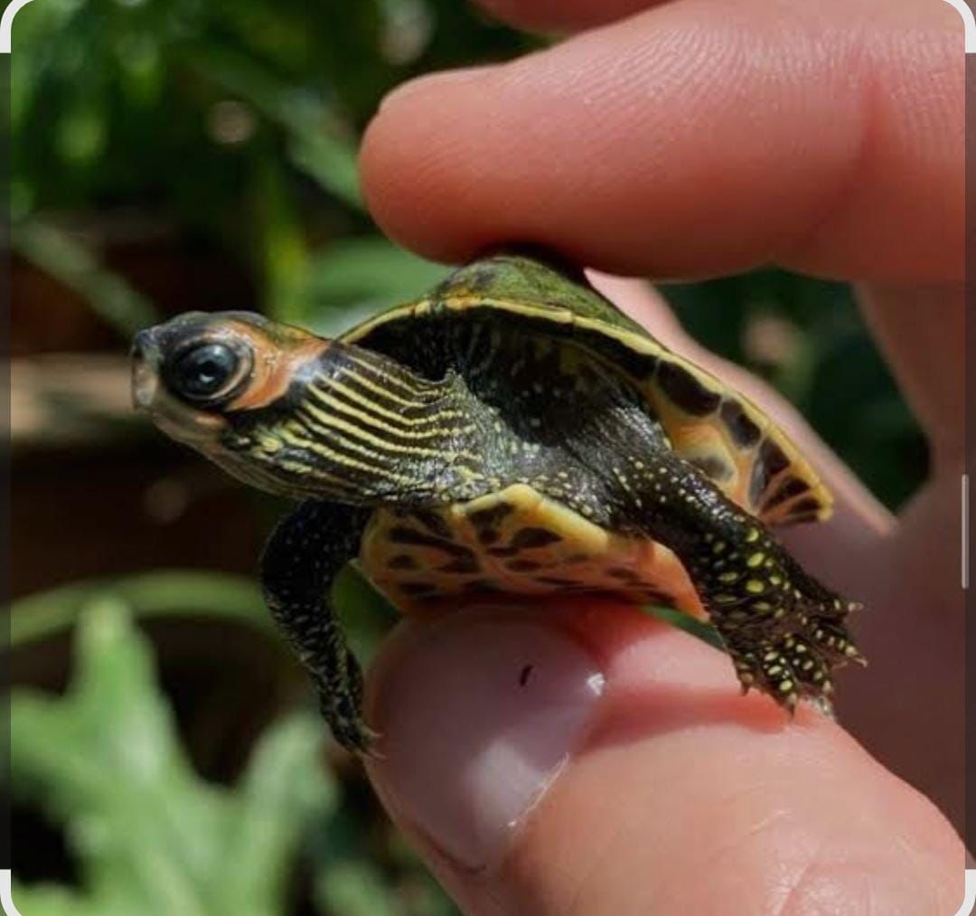 इंडियन रूफ्ड टर्टल की अवैध बिक्री का भंडाफोड़, युवक रंगे हाथों गिरफ्तार