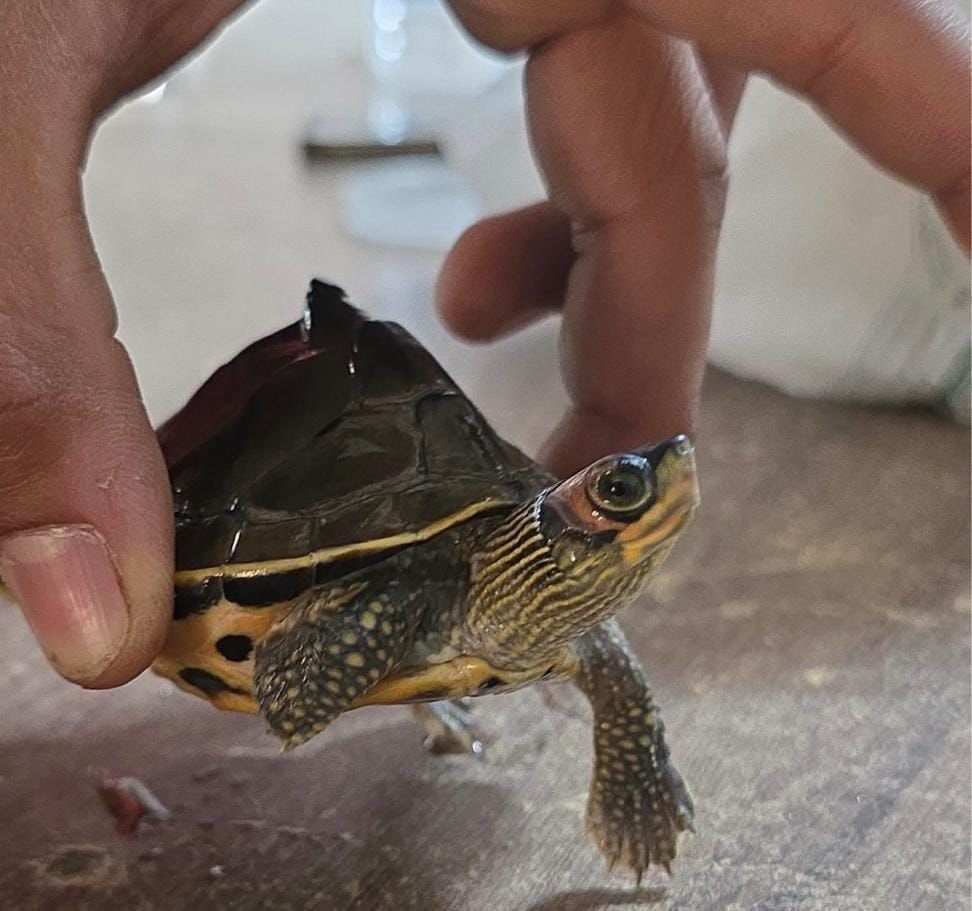 इंडियन रूफ्ड टर्टल की अवैध बिक्री का भंडाफोड़, युवक रंगे हाथों गिरफ्तार