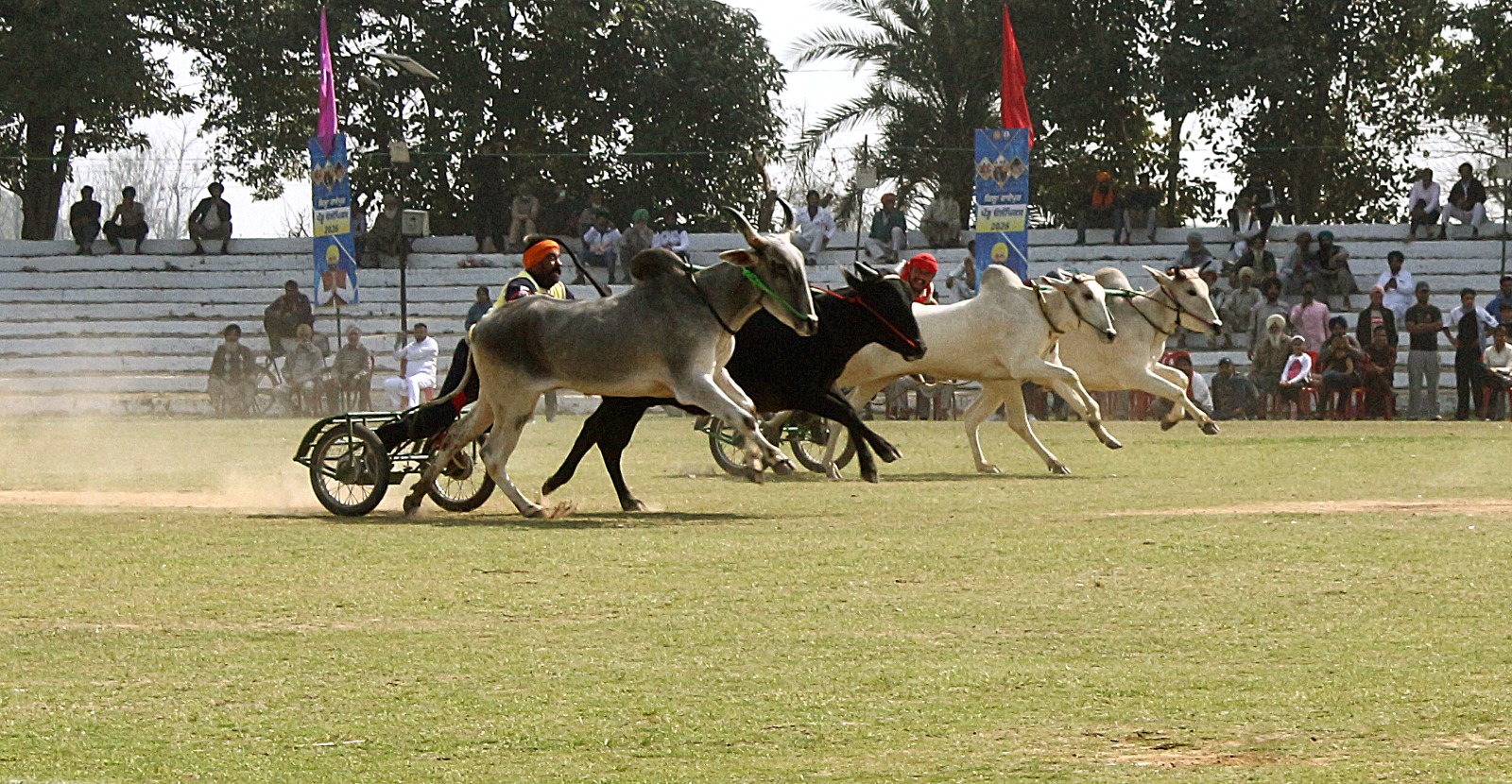 किला रायपुर ग्रामीण ओलंपिक 2026 : 12 साल बाद बैलगाड़ी दौड़ें फिर से शुरू